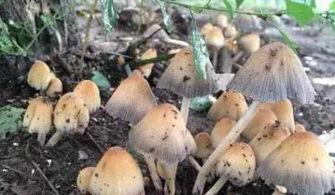 蘑菇视频吃瓜爆料网最新版,揭秘娱乐圈惊天大瓜！  第2张